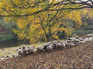 flock of sheep on a farm in the autumn