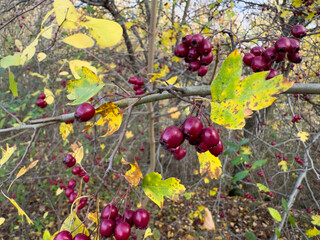 damson tree Prunus insititia with red fruit in the autumn