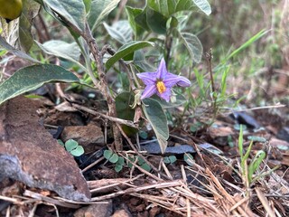 Solanum elaeagnifolium (silverleaf nightshade) also Solanum incanum
