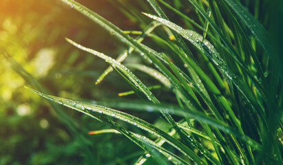 Water drops on grass leaves. Selective focus.