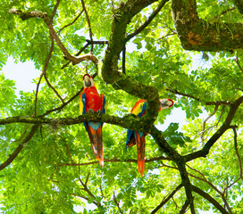 2 macaw birds perched at the top of an illuminated tree and looking down at camera in Colombia.