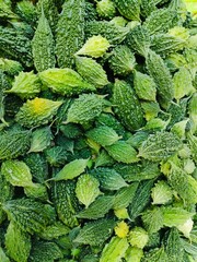 heap of fresh bitter melon, bitter gound harvest