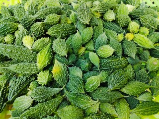 heap of fresh bitter melon, bitter gound harvest