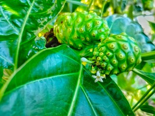 Unripe green noni fruit (Morinda citrifolia), adorned with small white flowers in bloom and...