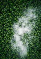 Green tree nature background for carbon neutrality and net zero emissions concept. Drone view of green tree captures CO2 to Sustainable green environment. environmental campaigns, eco design projects,
