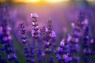 Fototapeta premium Close up of blooming lavender flowers in a field at sunset