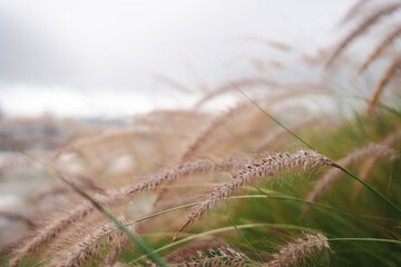Fototapeta premium close up of grass with droplet water in the morning
