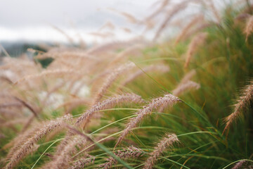 close up of grass with droplet water in the morning