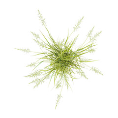 3D rendering of beachgrass on transparent background from the top view