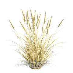 collection of American beachgrass on transparent canvas