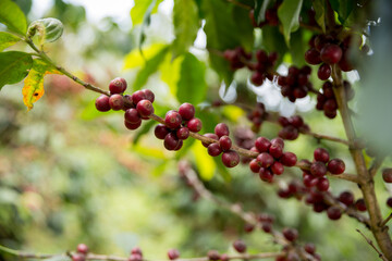 Farmer concept harvest fruit ripe coffee seed robusta arabica berry close up fresh green leaf bean...