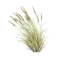 collection of beachgrass with realistic style