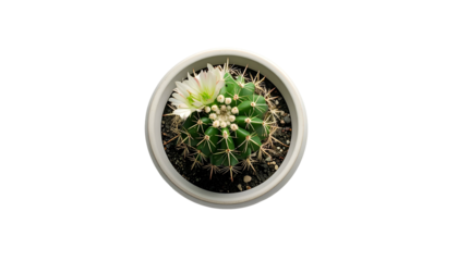 Cactus in pot, blooming white flowers, aerial view, on black