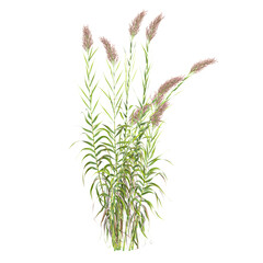 Isolated False oat-grass on transparent canvas