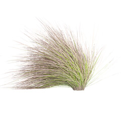 Fototapeta premium 3d Rendering Of Red tussock grass on Transparent Canvas