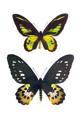 Large colorful tropical butterflies isolated on transparent background. Rothschild's birdwing (Ornithoptera rothschildi). Male and Female