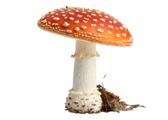Amanita mushroom with red cap and white spots standing tall in a natural environment