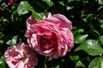 rose rot naur pflanze