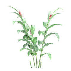 3d illustration of Alpinia purpurata flower plant isolated on transparent background