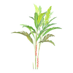 3d illustration of Heliconia rostrata Tree isolated on transparent background