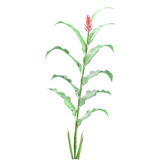collection of Alpinia purpurata flower plant with realistic style
