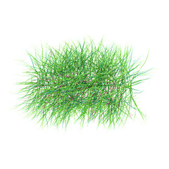 collection of green grass on transparent canvas From the top view