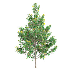Obraz premium collection of Maidenhair Tree with realistic style
