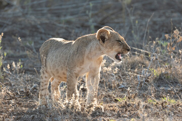 lion cub in the savannah, samburu national park Kenya