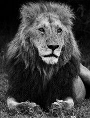 Black and white portrait of a male lion