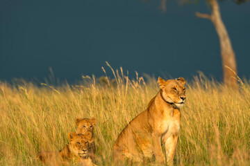 lion cub in the grass during golden hour in Masai mara kenya national park 