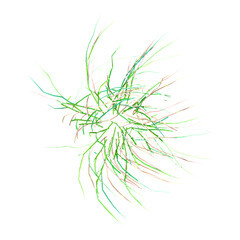 Isolated grass on transparent canvas from top view