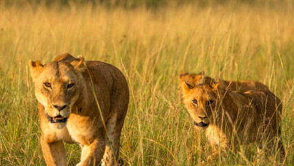 liob cub in kenya masai mara national park