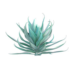 3D rendering of Aloe-striata Tree on transparent background