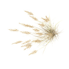 3D rendering of Canadian reedgrass on transparent background from the top view