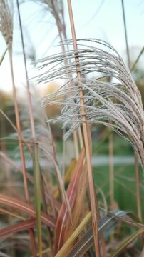 Closeup slow motion video of tall ornamental grasses or reeds swaying on wind in day light. Miscanthus or Morrisons Maiden grass. Plants swaying gently in the wind.