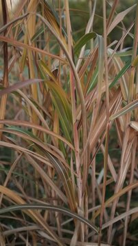 Closeup slow motion video of tall ornamental grasses or reeds swaying on wind in day light. Miscanthus or Morrisons Maiden grass. Plants swaying gently in the wind.