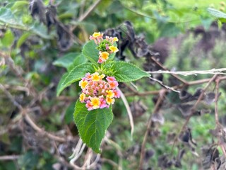Lantana camara_blossoms