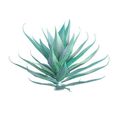 collection of Aloe-striata tree with realistic style