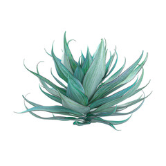 collection of Aloe-striata Tree on transparent canvas