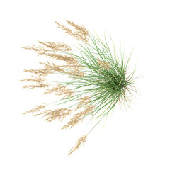 Obraz premium collection of Canadian reedgrass on transparent canvas from the top view