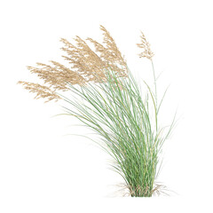 Fototapeta premium collection of Canadian reedgrass on transparent canvas