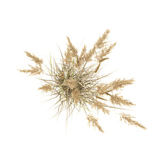 Green Canadian reedgrass isolated on Canvas from top view