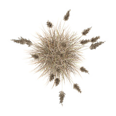 Green Pampas grass isolated on Canvas from top view