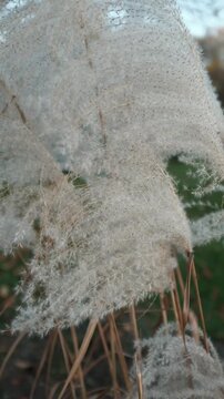 Closeup slow motion video of tall ornamental grasses or reeds swaying on wind in day light. Miscanthus or Morrisons Maiden grass. Plants swaying gently in the wind.