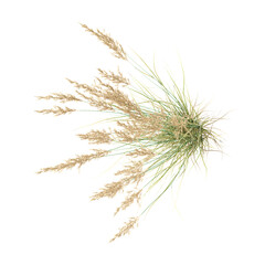 Isolated Canadian reedgrass isolated on transparent Canvas from the top view