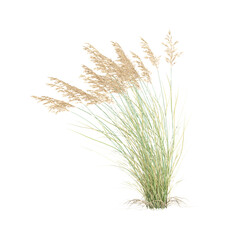 Isolated Canadian reedgrass isolated on transparent Canvas