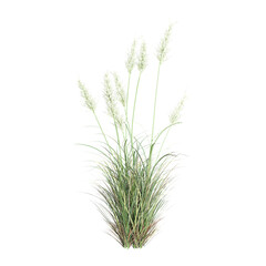 Pampas grass isolated on transparent Background