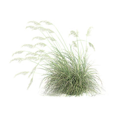 Isolated Pampas grass isolated on transparent Canvas