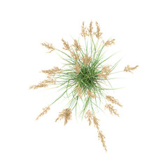 Top view of Canadian reedgrass on transparent canvas