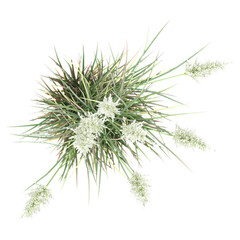 Top view of Pampas grass isolated on transparent Background